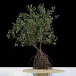 Grey Mangrove