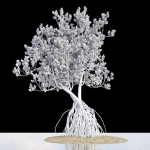 Grey Mangrove