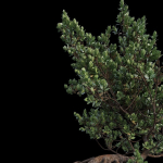 Grey Mangrove