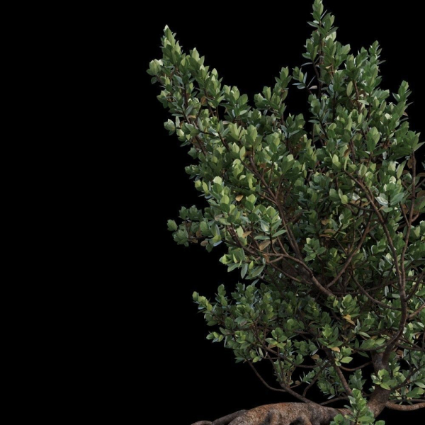 Grey Mangrove