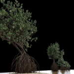 Grey Mangrove