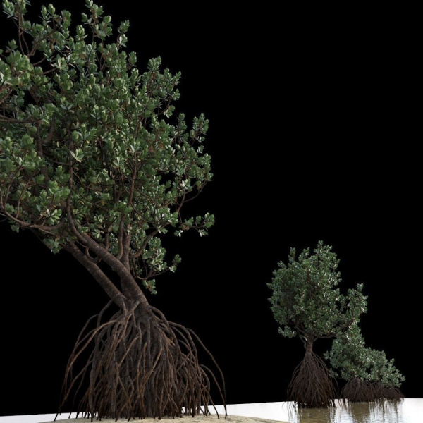 Grey Mangrove