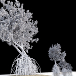 Grey Mangrove