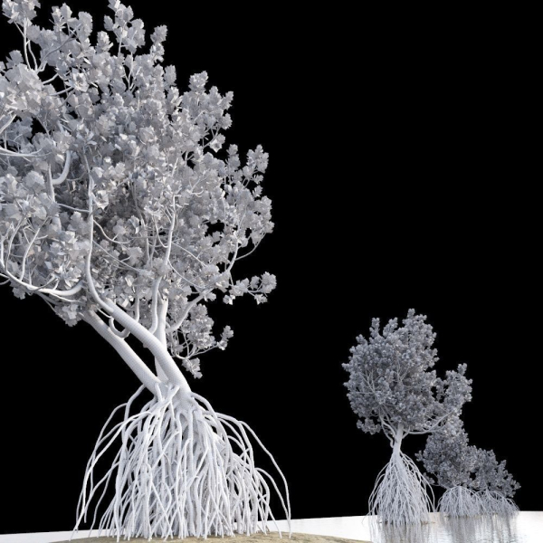 Grey Mangrove