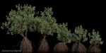 Grey Mangrove