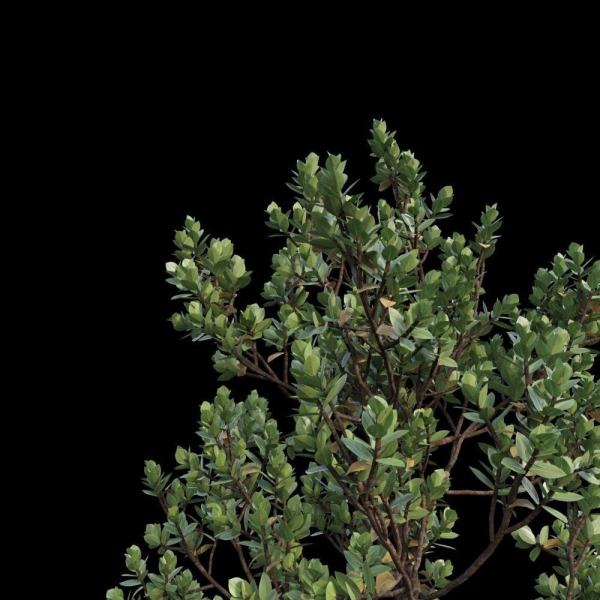 Grey Mangrove