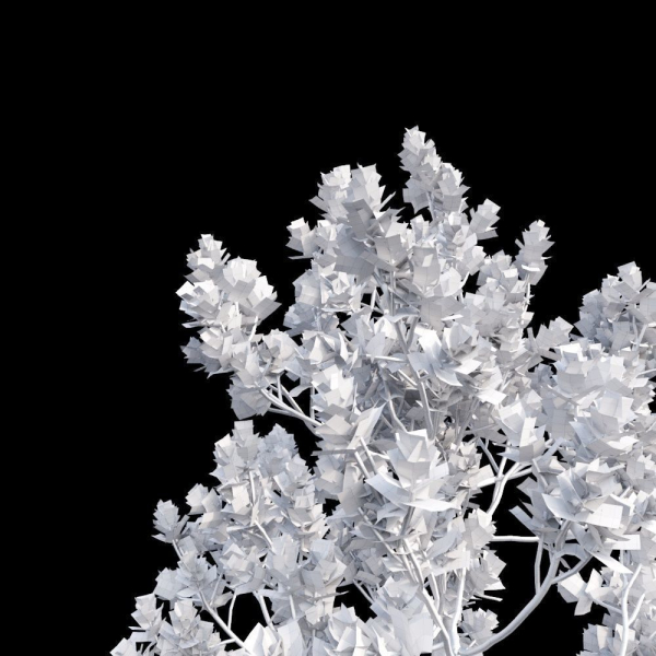 Grey Mangrove