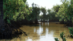 Grey Mangrove