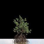 Grey Mangrove