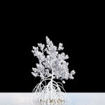 Grey Mangrove