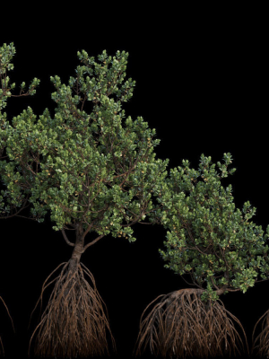 Grey Mangrove