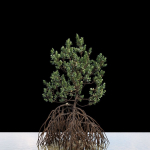 Grey Mangrove