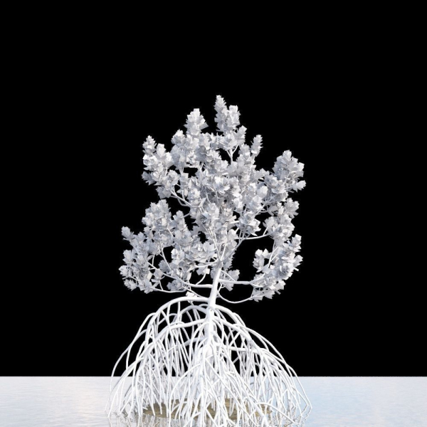 Grey Mangrove