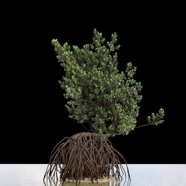 Grey Mangrove