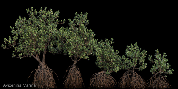Grey Mangrove