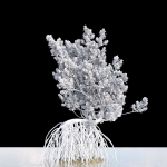 Grey Mangrove
