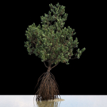 Grey Mangrove