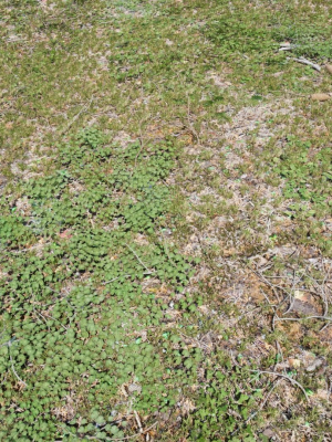 ground-cover-foliage-3d-model-1cc83fa44b