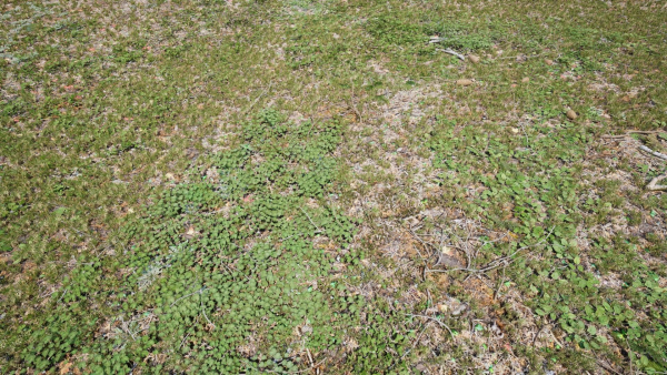 Ground Cover Foliage