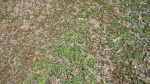 Ground Cover Foliage
