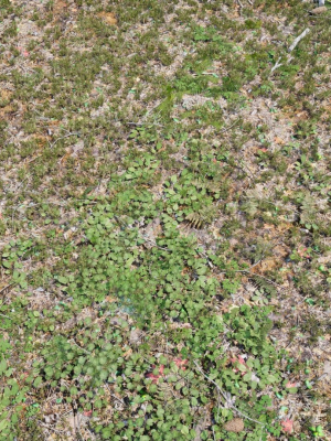 Ground Cover Foliage