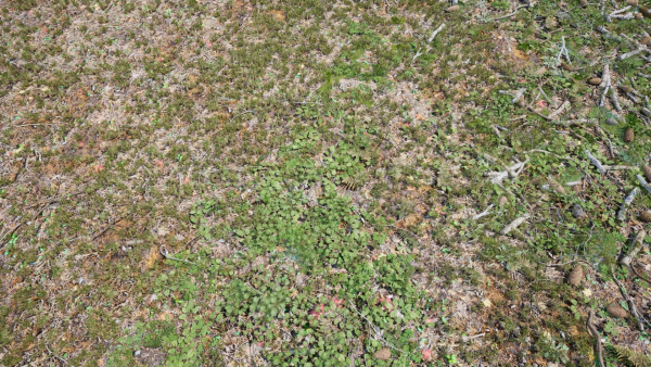Ground Cover Foliage