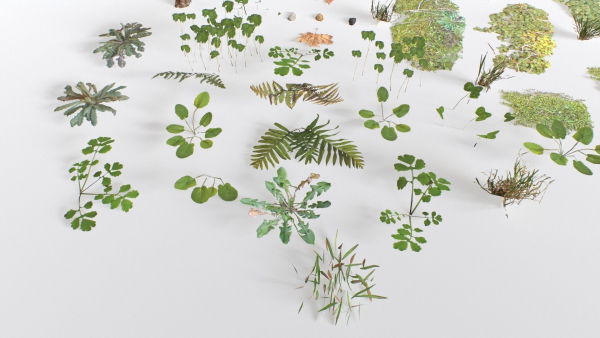 Ground Cover Foliage