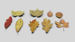Ground Leaves Pack