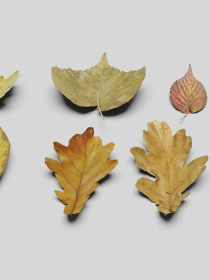 Ground Leaves Pack