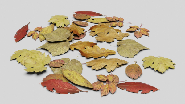Ground Leaves Pack