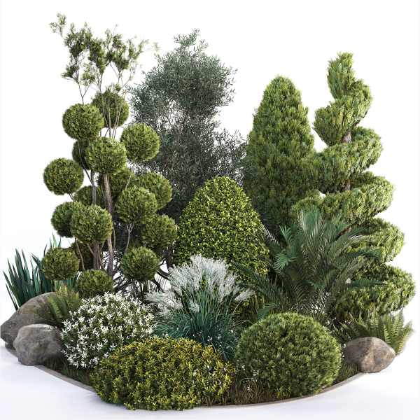 Group outdoor plants  Hedges 2