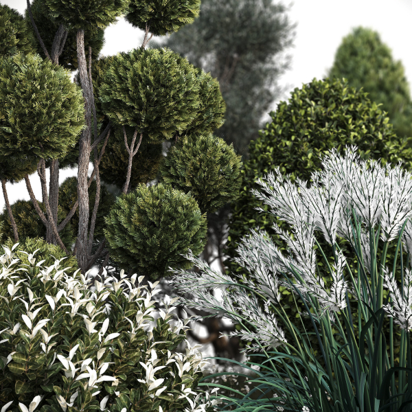Group outdoor plants  Hedges 2