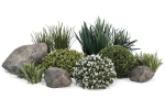 Group outdoor plants  Hedges 2
