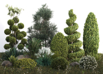 Group outdoor plants  Hedges 2