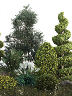 Group outdoor plants  Hedges 2