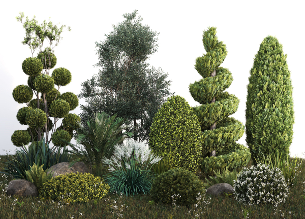 Group outdoor plants  Hedges 2