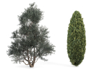 Group outdoor plants  Hedges 2