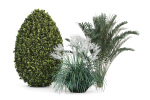 Group outdoor plants  Hedges 2