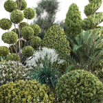 Group outdoor plants  Hedges 2