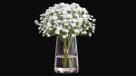 gypsophila
