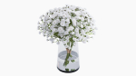 gypsophila