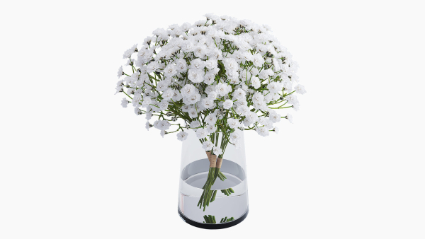 gypsophila