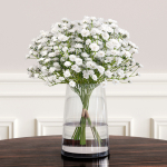 gypsophila