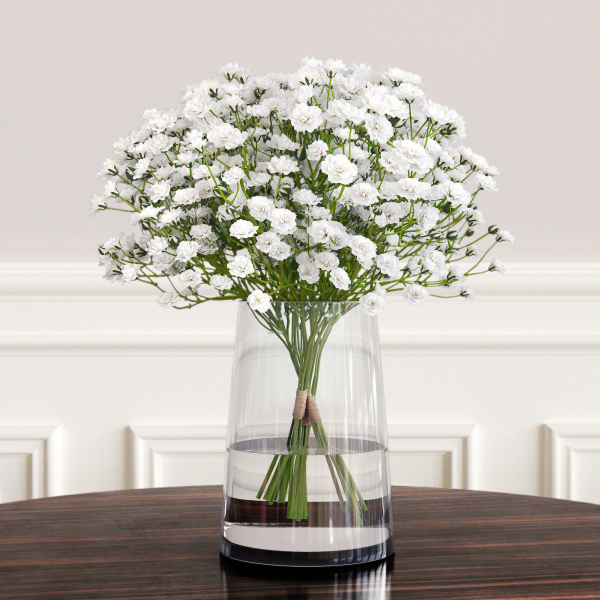 gypsophila