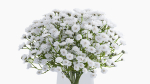 gypsophila