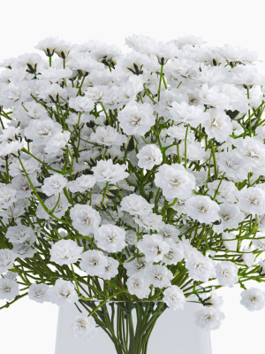gypsophila-3d-model-db87fc1837