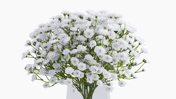gypsophila