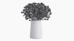 gypsophila