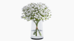 gypsophila