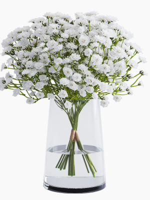 gypsophila